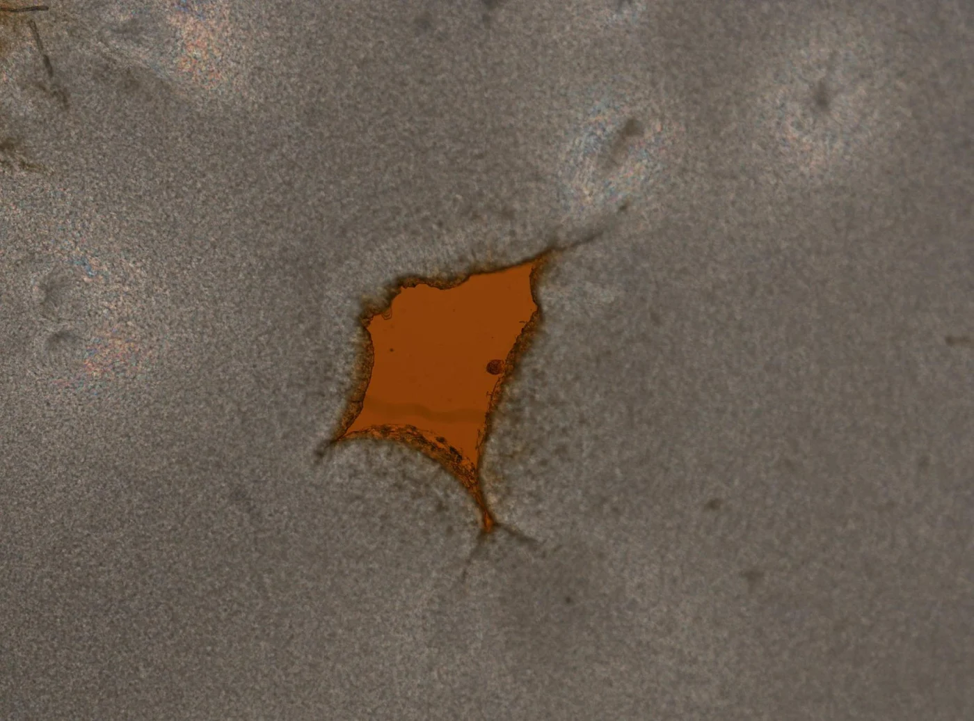 Lecane flexilis