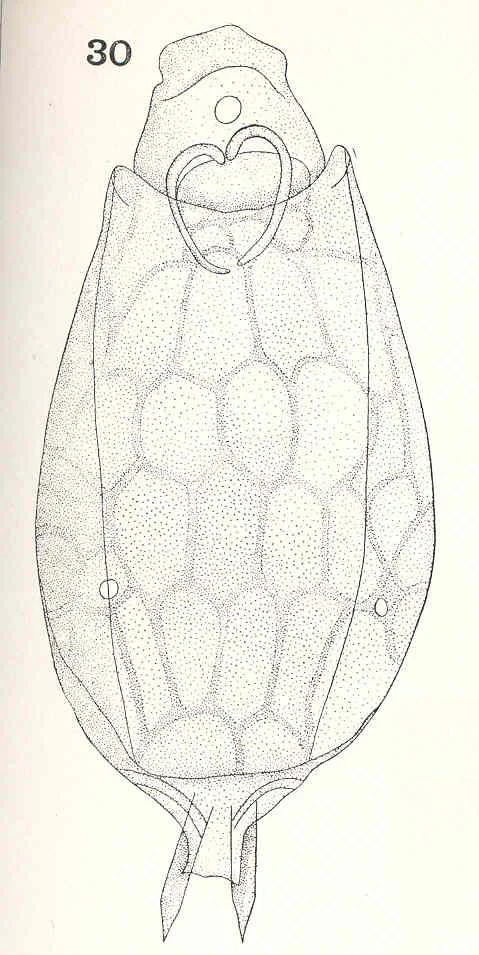 Lecane ohioensis