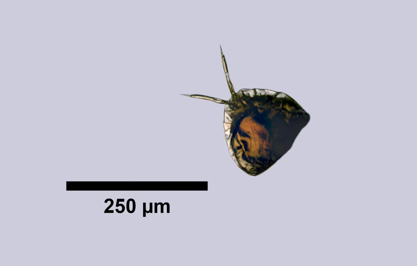 Lecane tabulifera