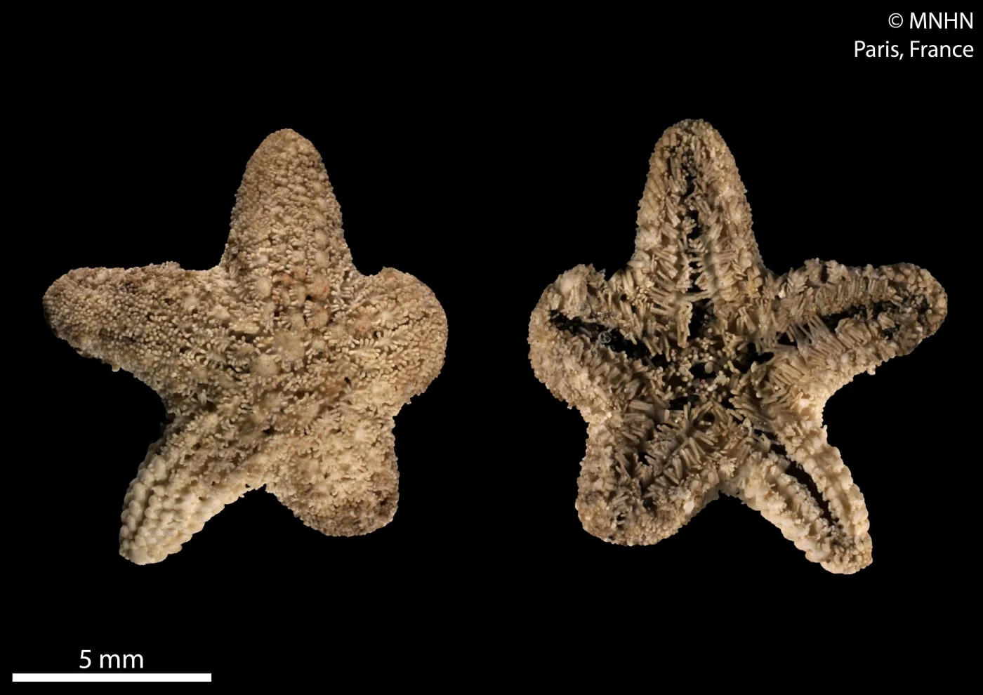 Leilaster radians