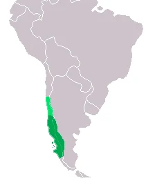 Chilean Cat