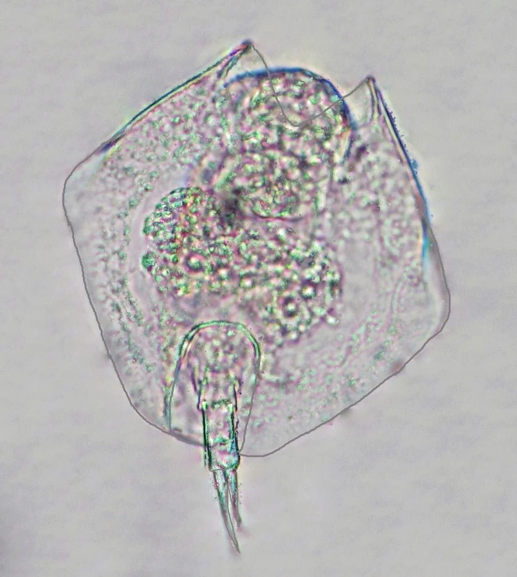 Lepadella heterostyla