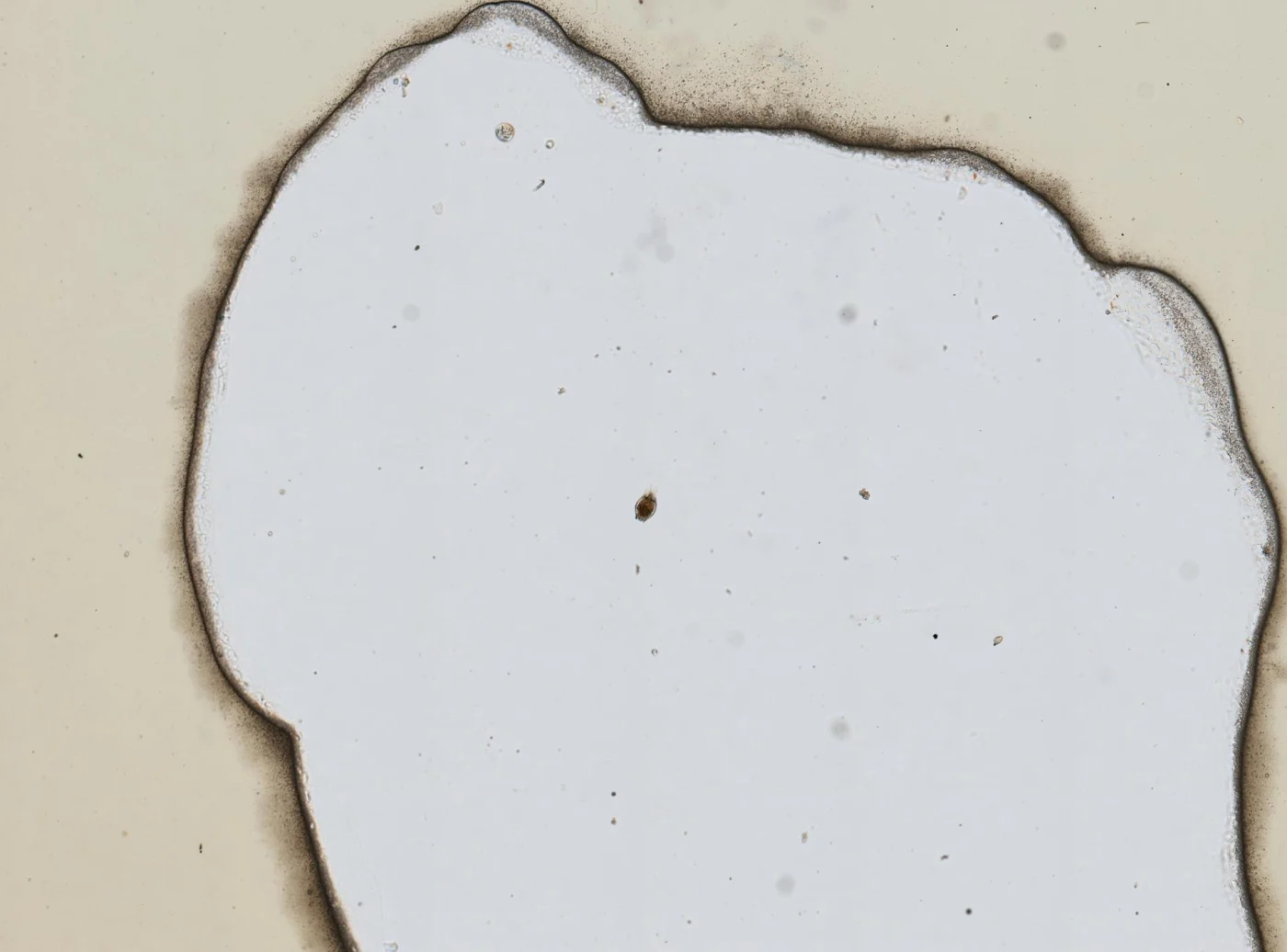 Lepadella latusinus