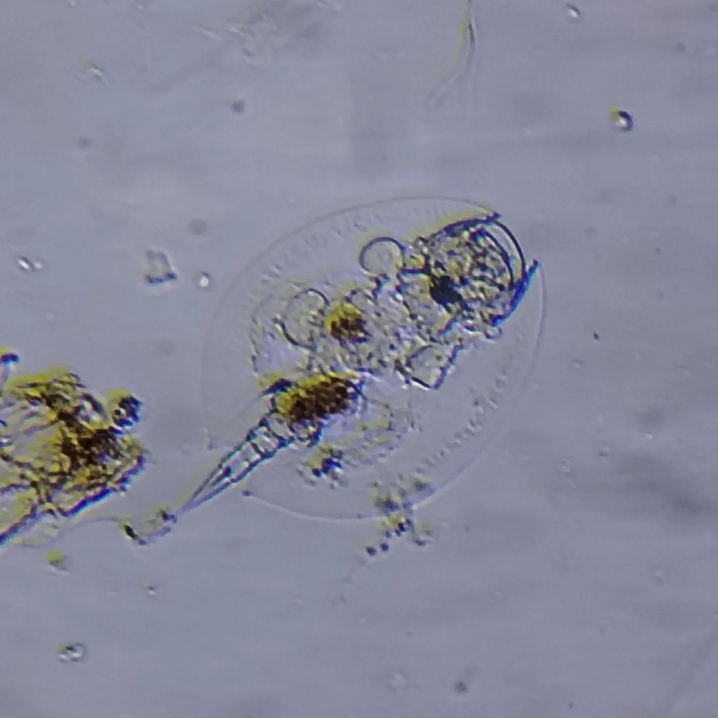 Lepadella ovalis