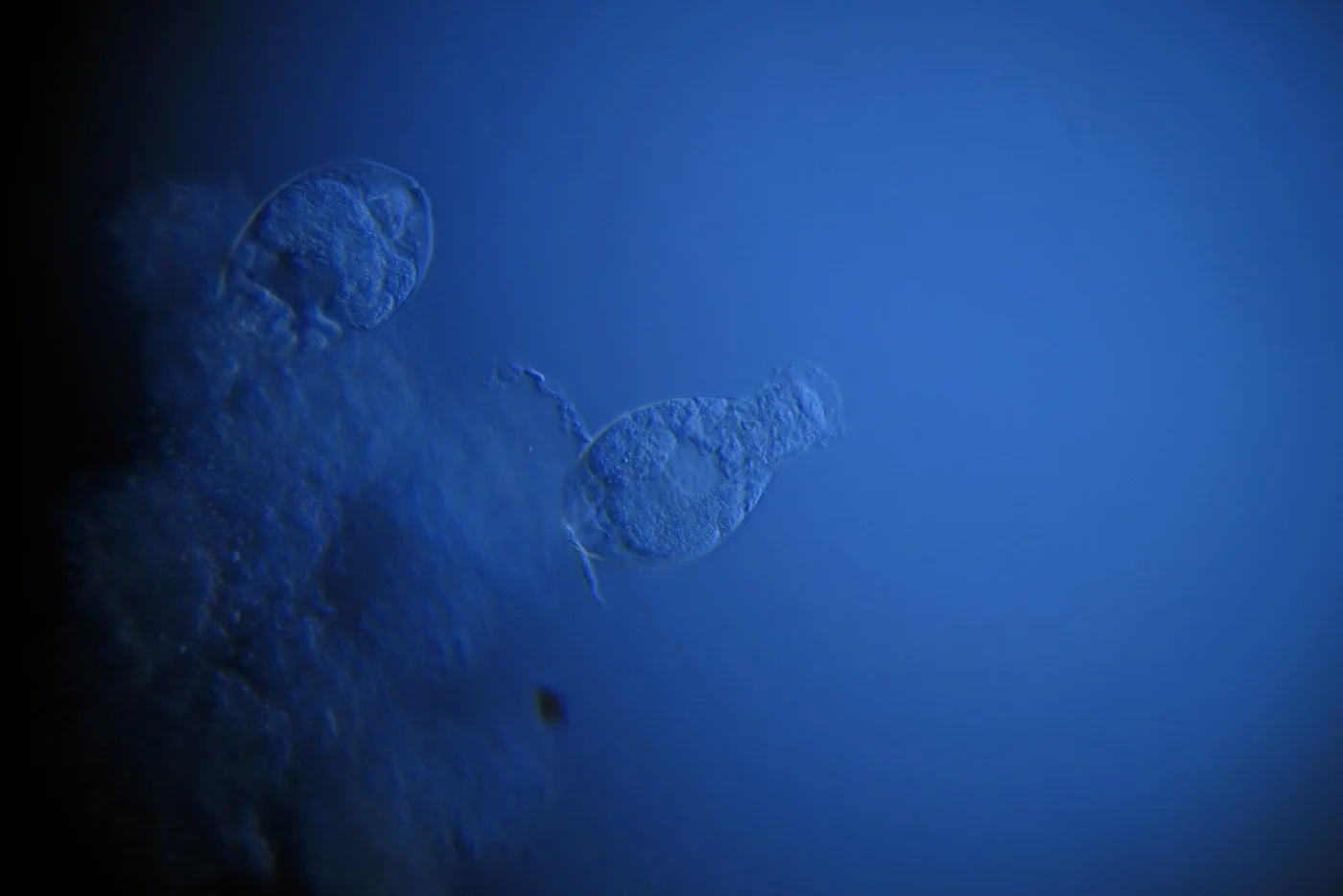Lepadella pseudosimilis