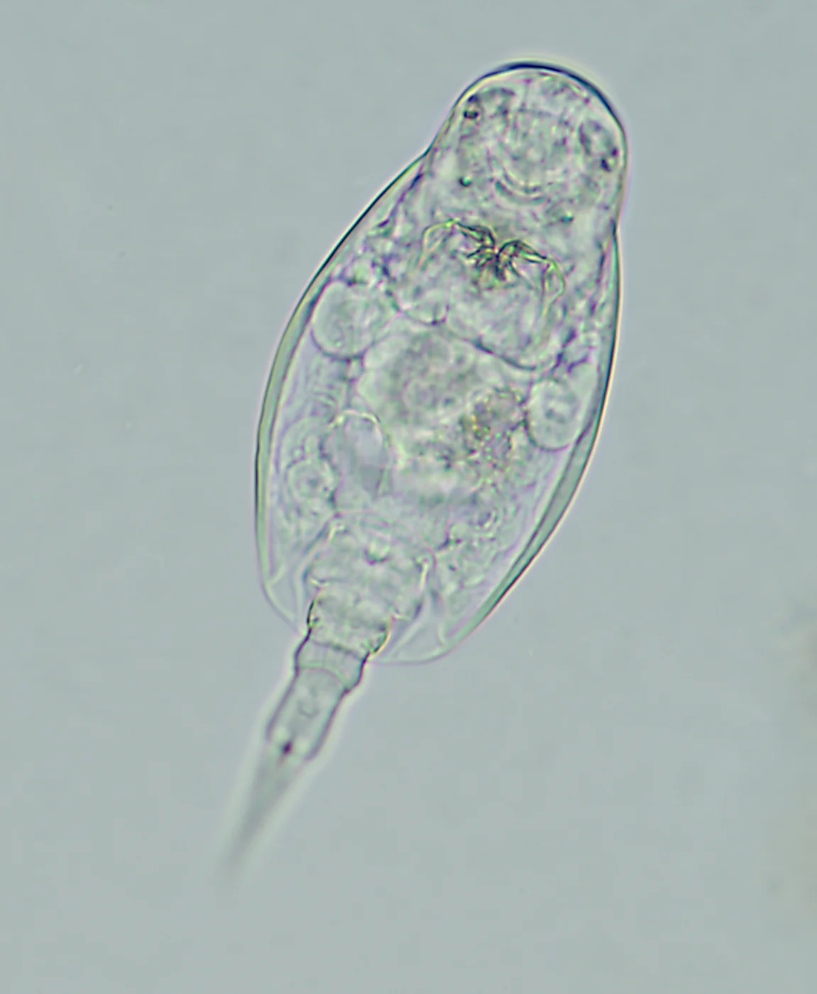 Lepadella triba