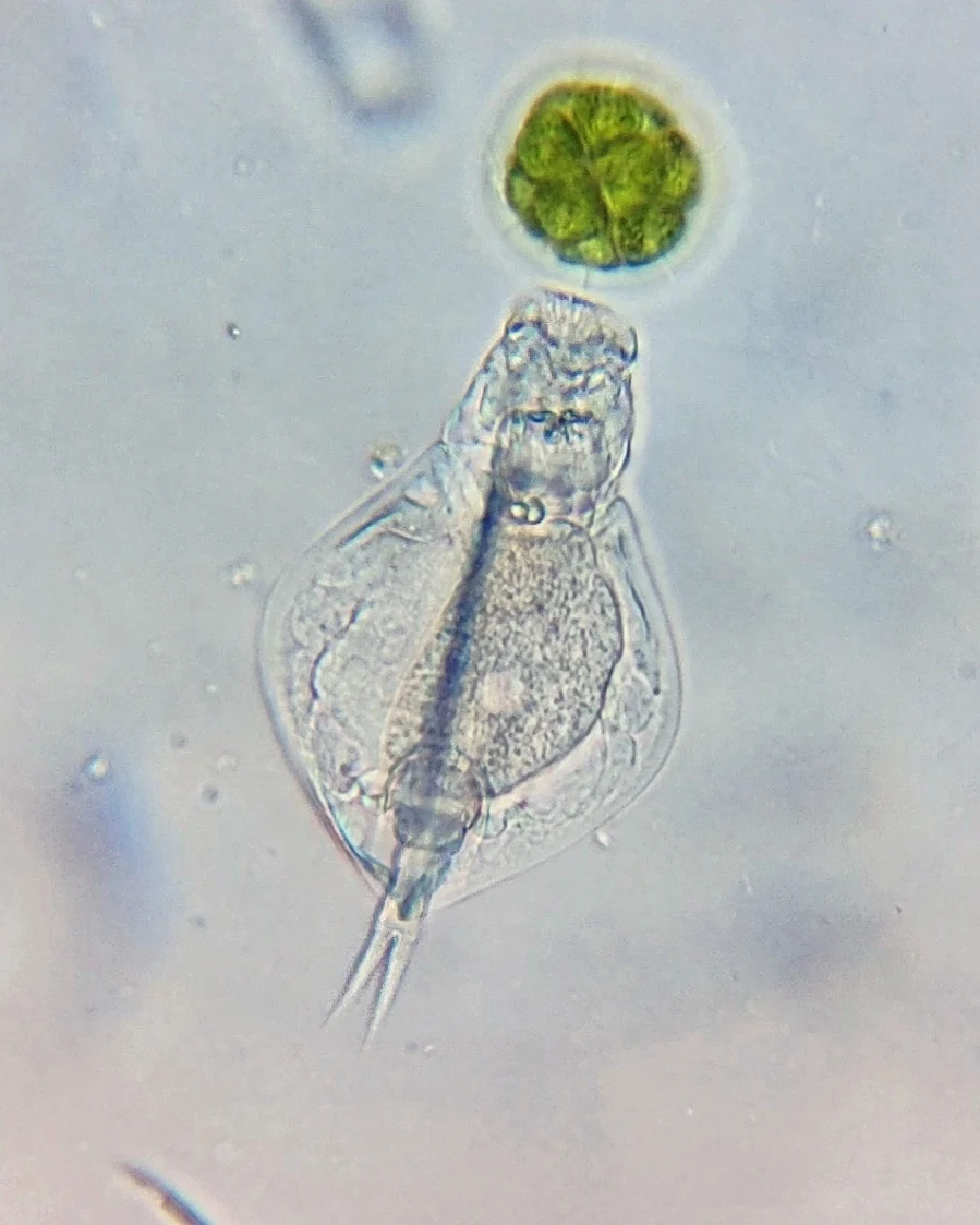 Lepadella triptera