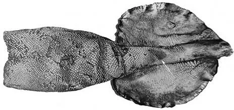 Grimald's Scaled Squid