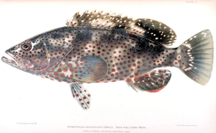 prickly gurnard