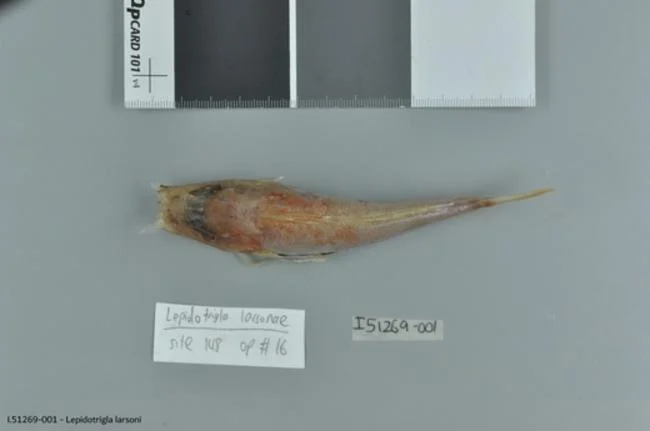 Swordtip Gurnard