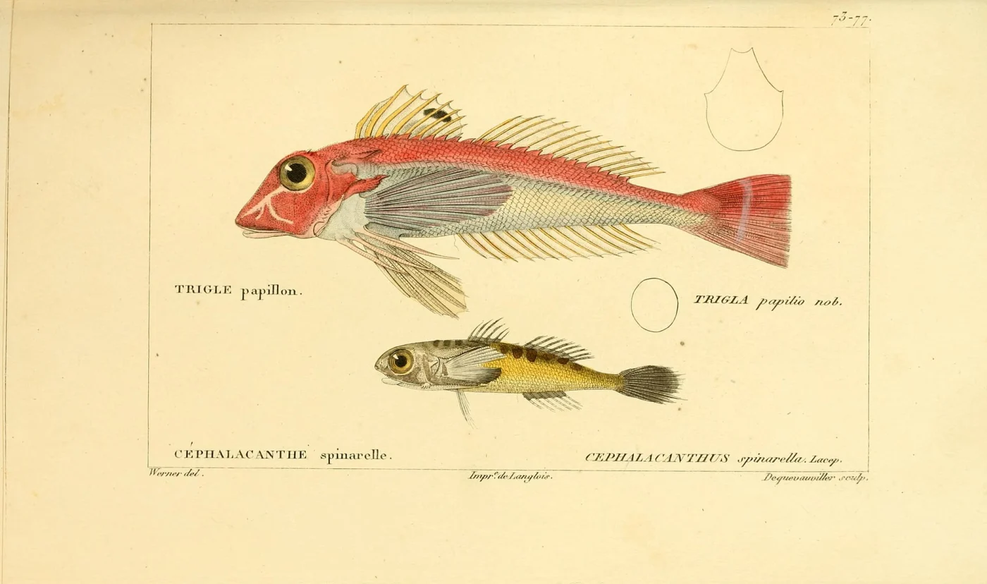 Australian spiny gurnard