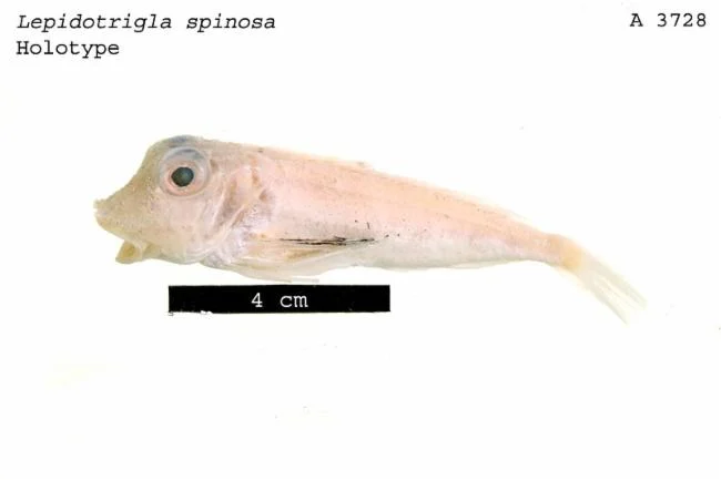 Shortfin Gurnard