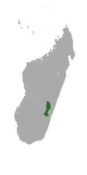 Light-necked Sportive Lemur