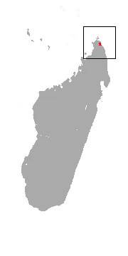 Northern Sportive Lemur