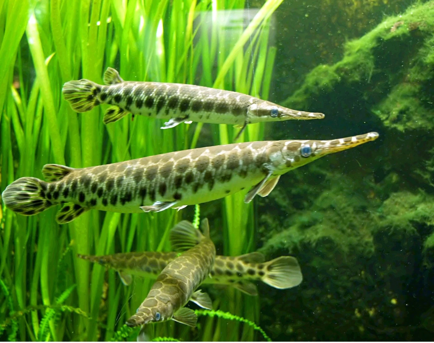 shortnose gar