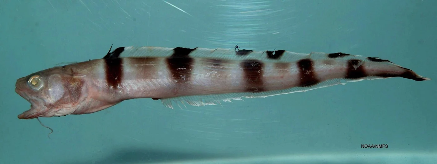 barred cusk-eel