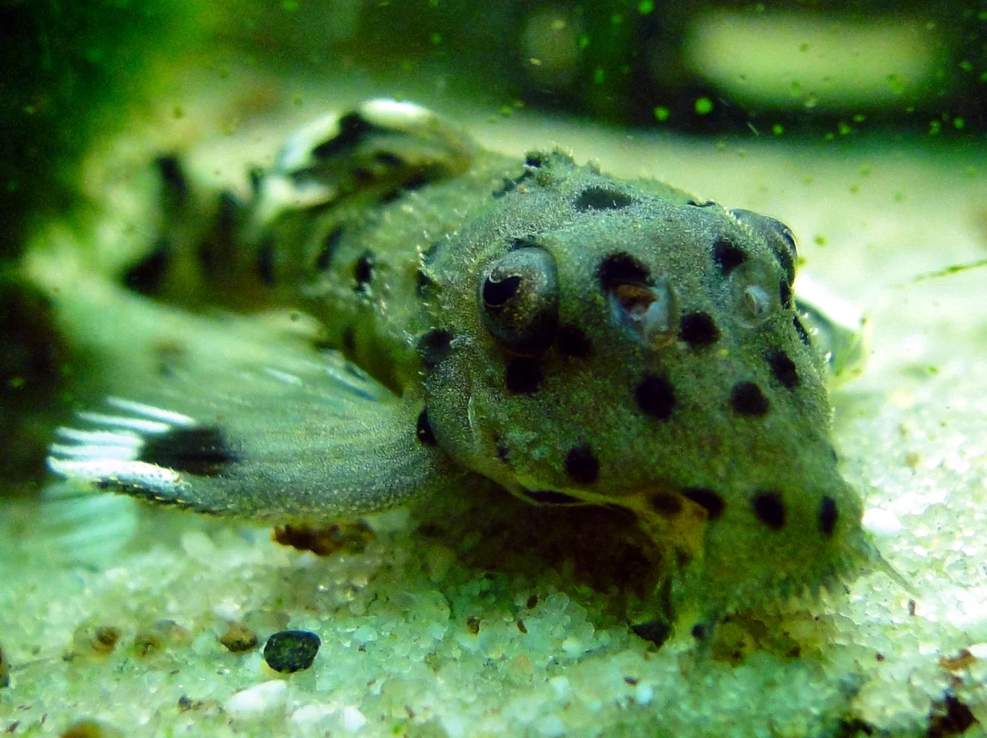 sultan pleco