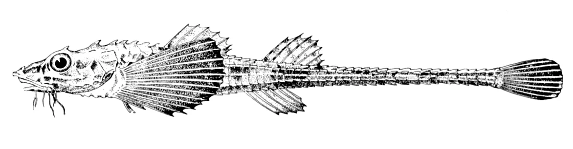 Atlantic poacher