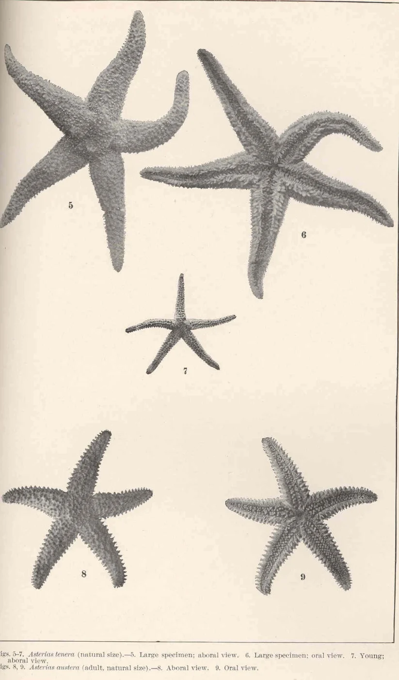 Slender Sea Star