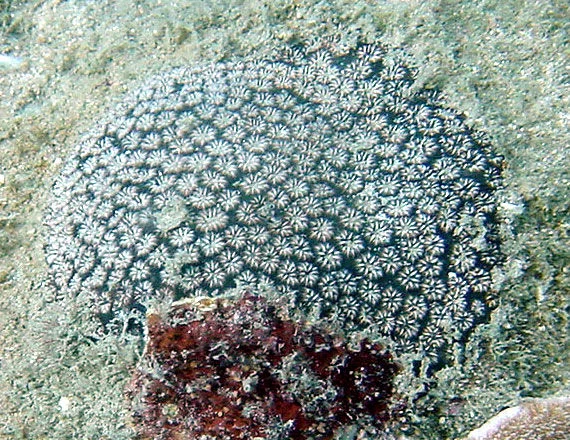 crust coral