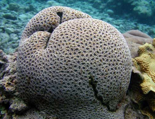 Transverse coral