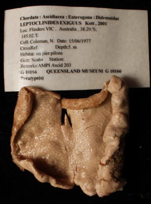 Leptoclinides exiguus