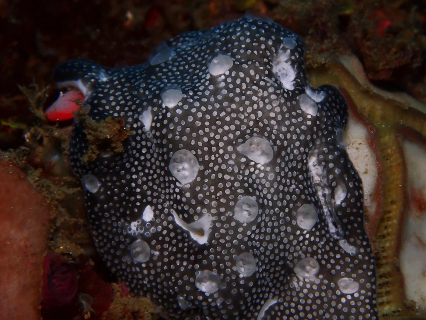 Leptoclinides reticulatus