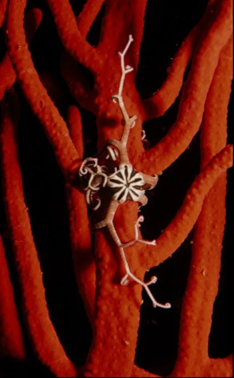 palmate sea fan
