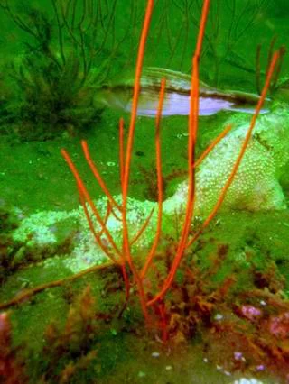 colorful sea whip