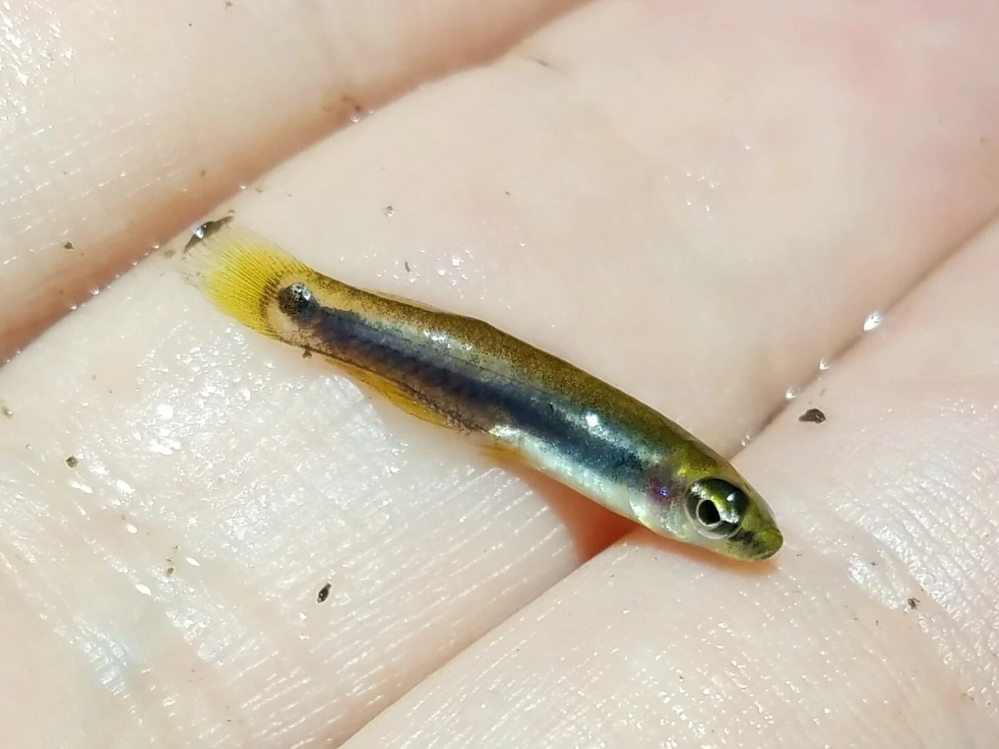 pygmy killifish