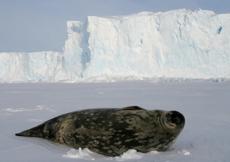 Weddell Seal