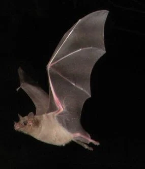 Curacaoan Long-nosed Bat