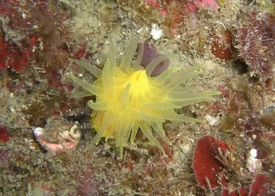 Sunset Cup Coral