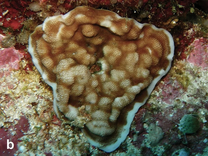 porcelain coral