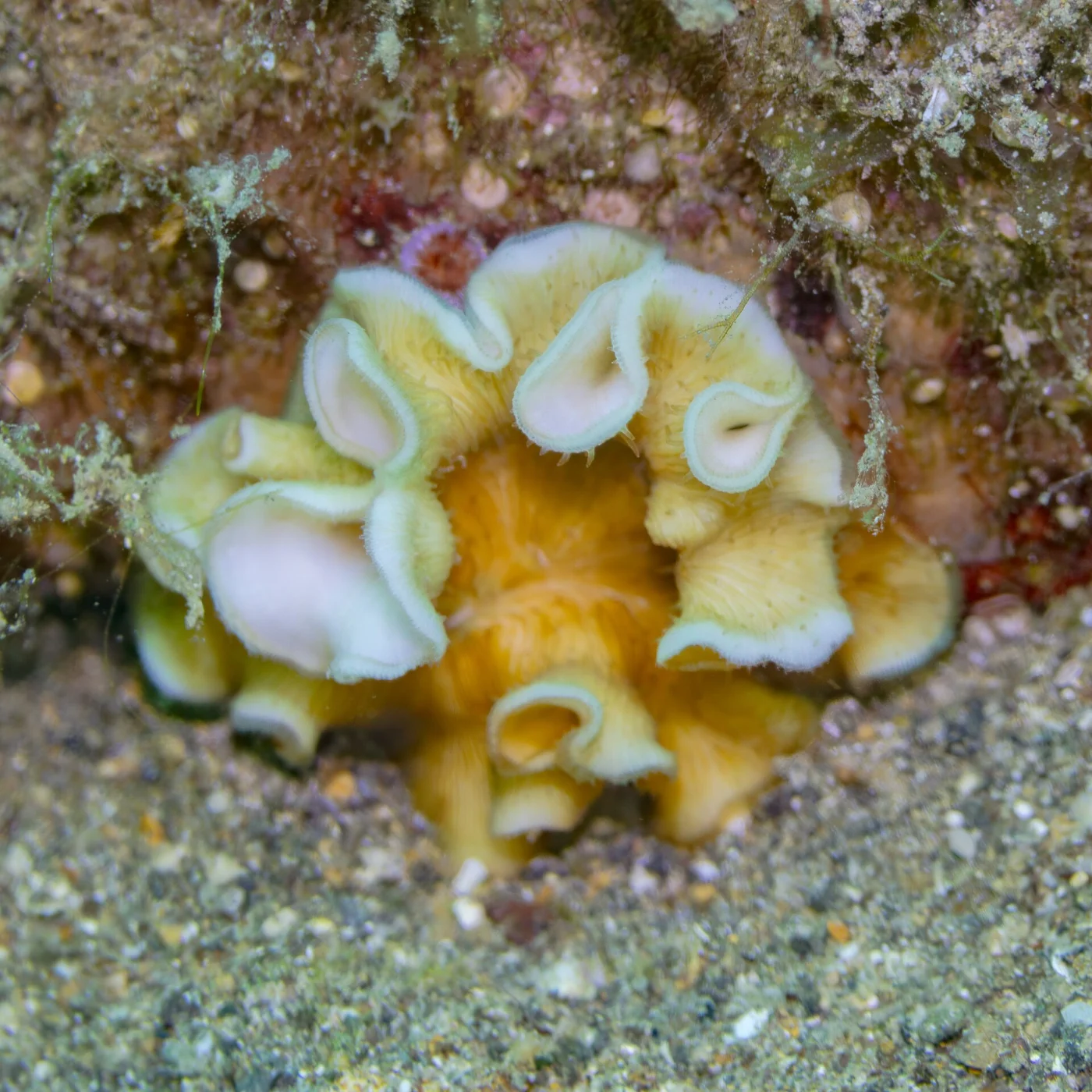 porcelain coral