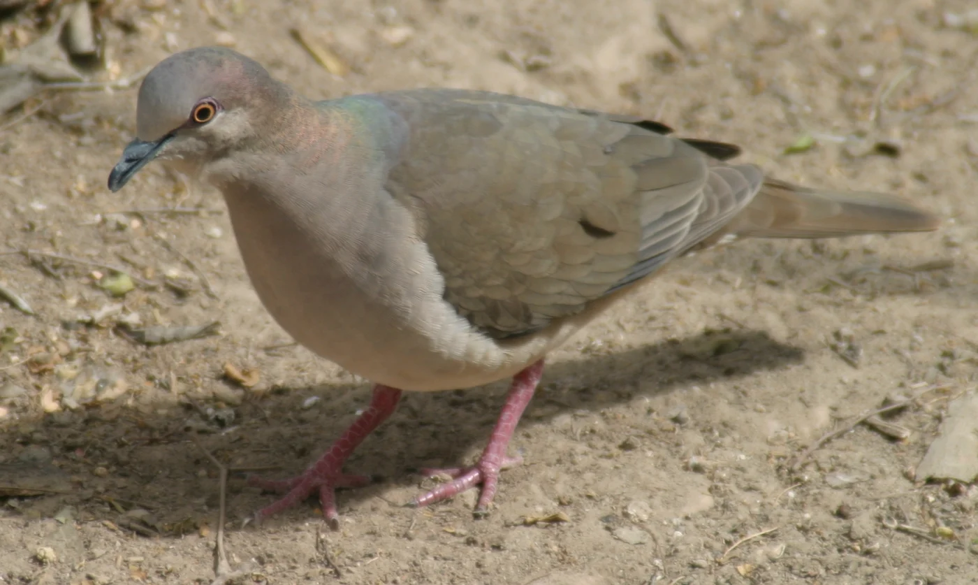 White-tipped Dove