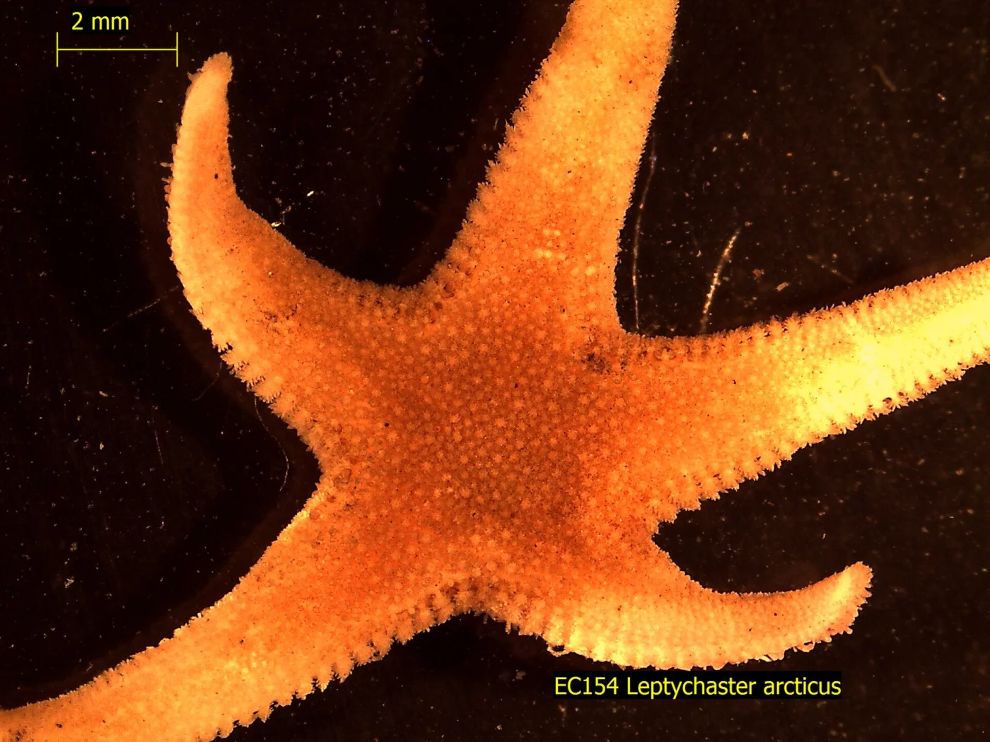 Arctic Sand Star