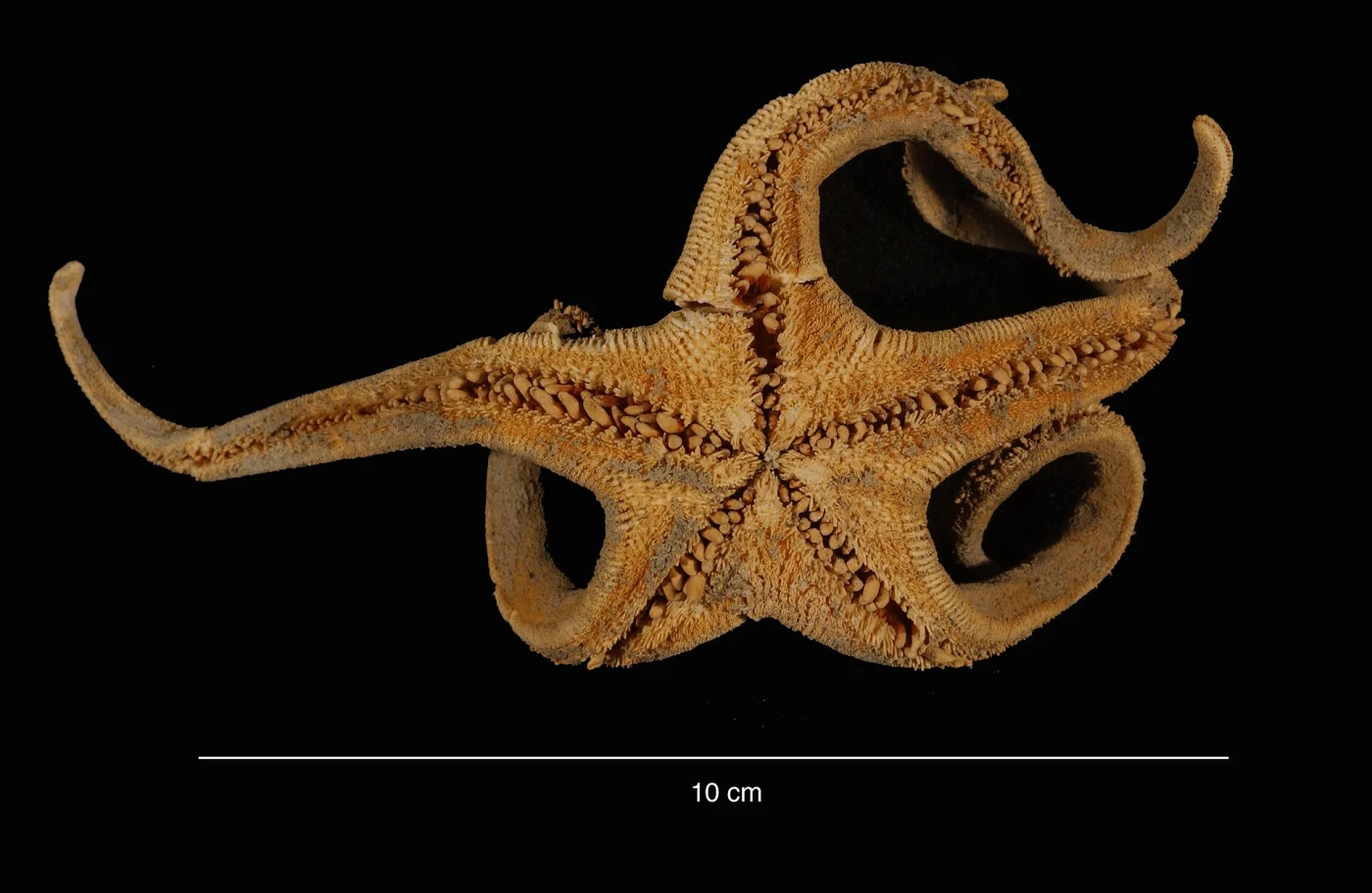 Leptychaster flexuosus