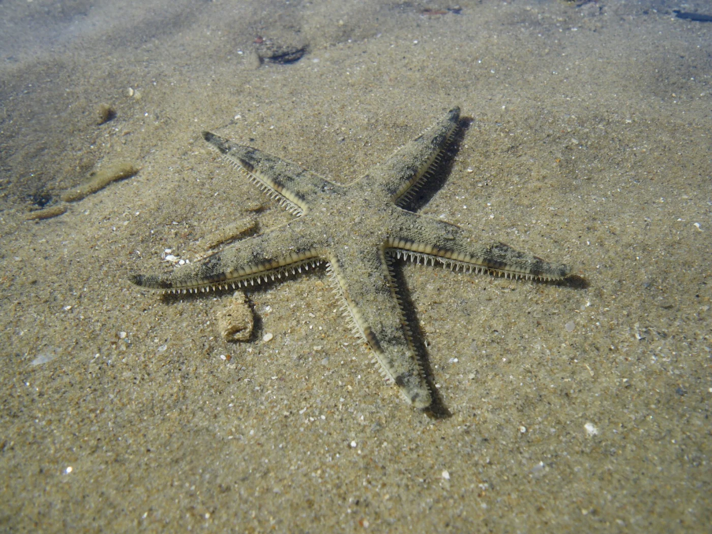 Pacific Sand Star