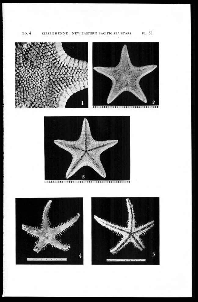 Leptychaster stellatus