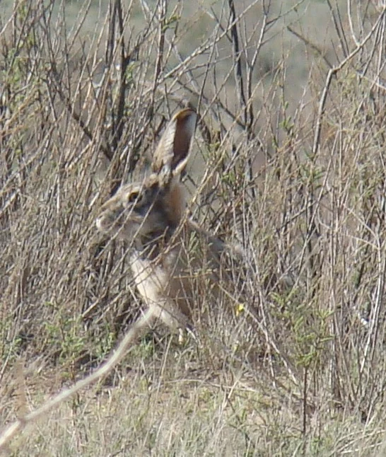 Tolai Hare