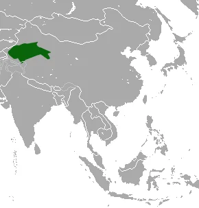 Yarkand Hare