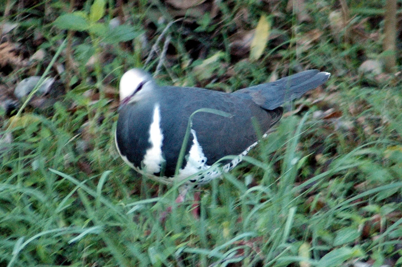 Wonga Pigeon