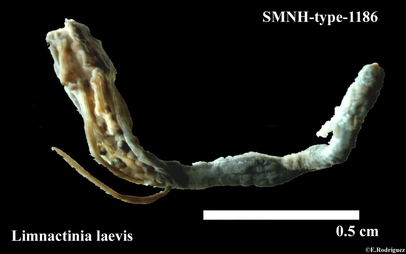 Limnactinia laevis