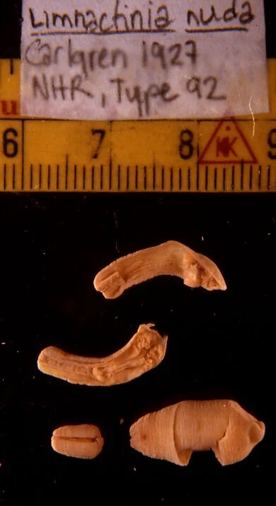 Limnactinia nuda