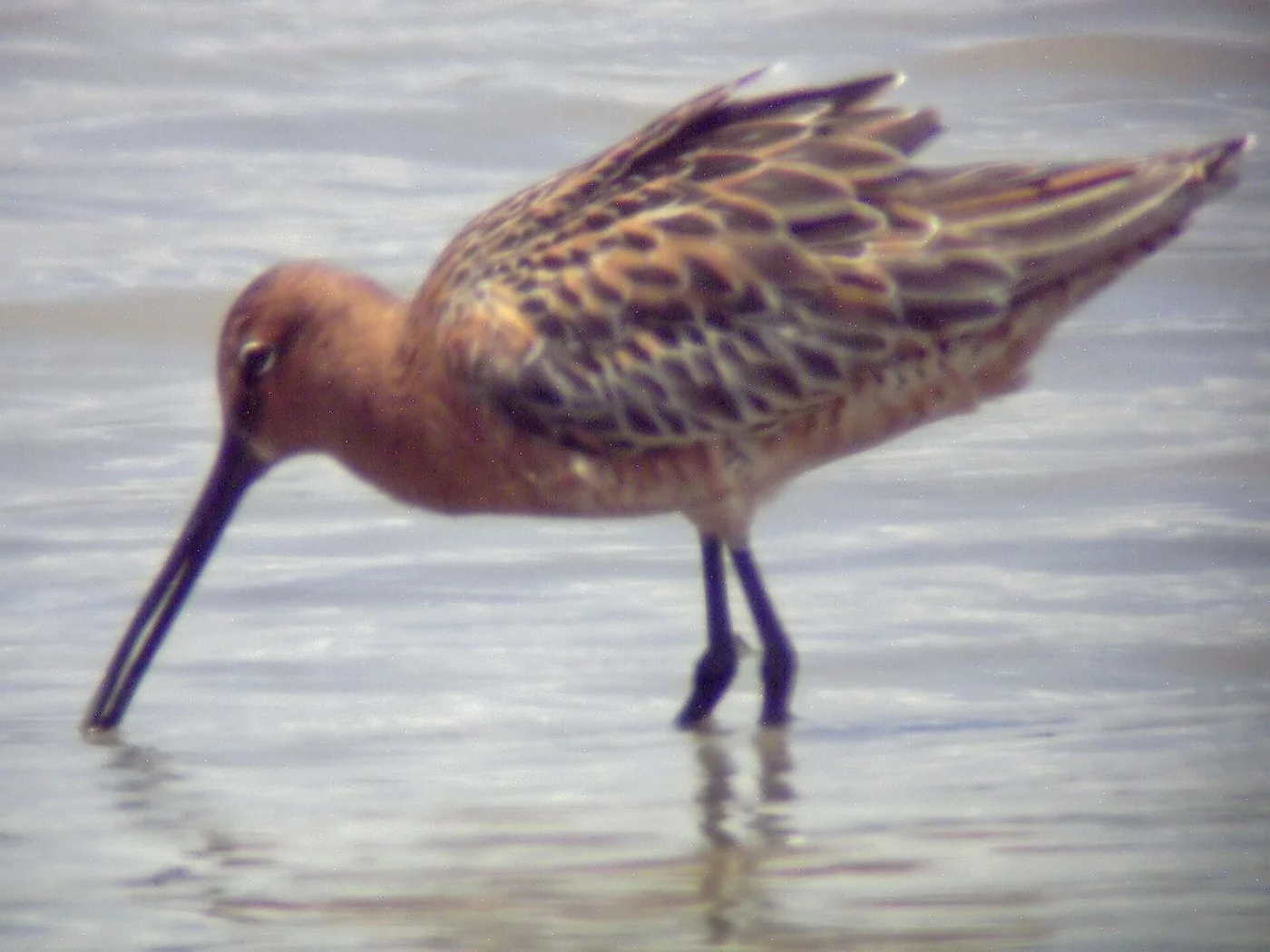 Asian Dowitcher