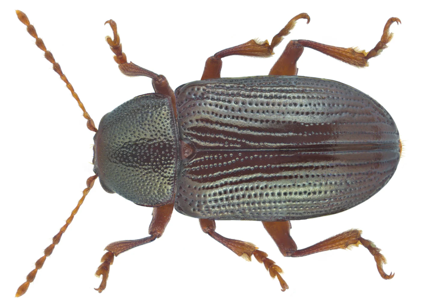 Liniscus sandalopterus