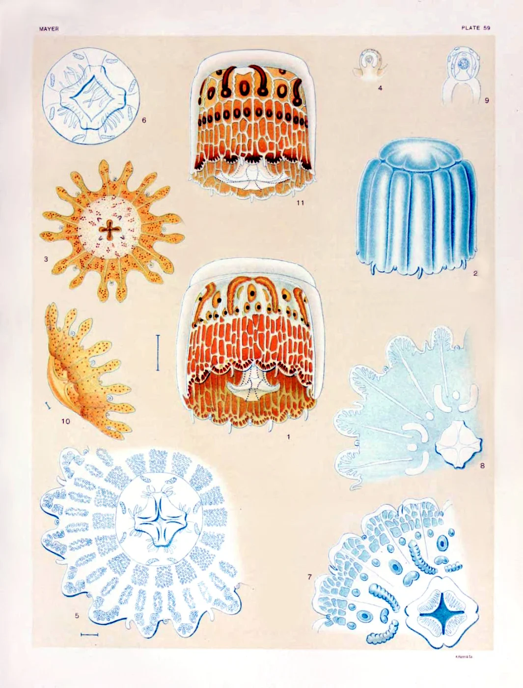 Thimble Jelly