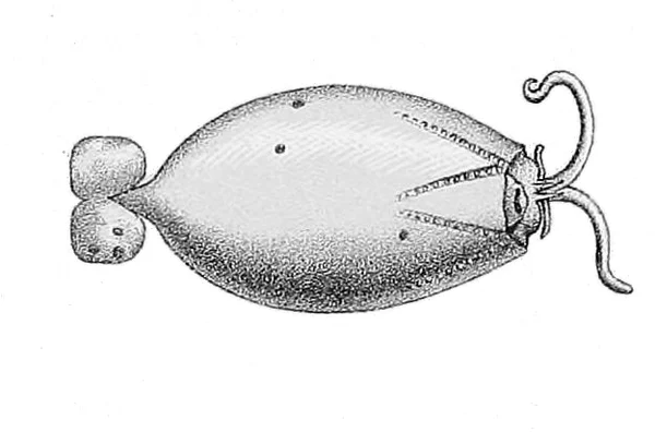 Reinhardt's cranch squid