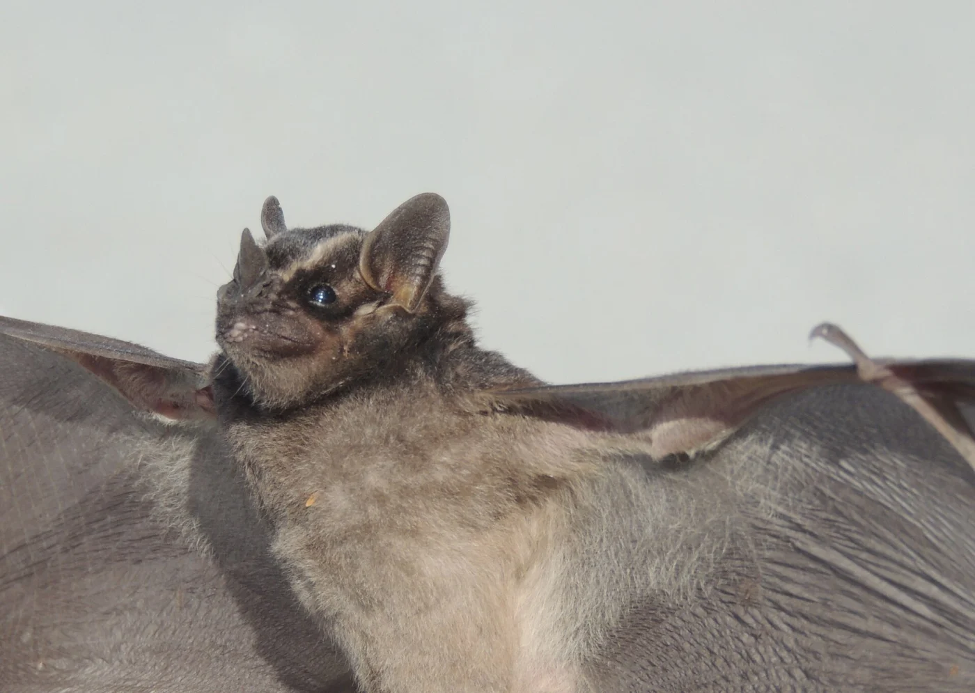 Chestnut Long-tongued Bat